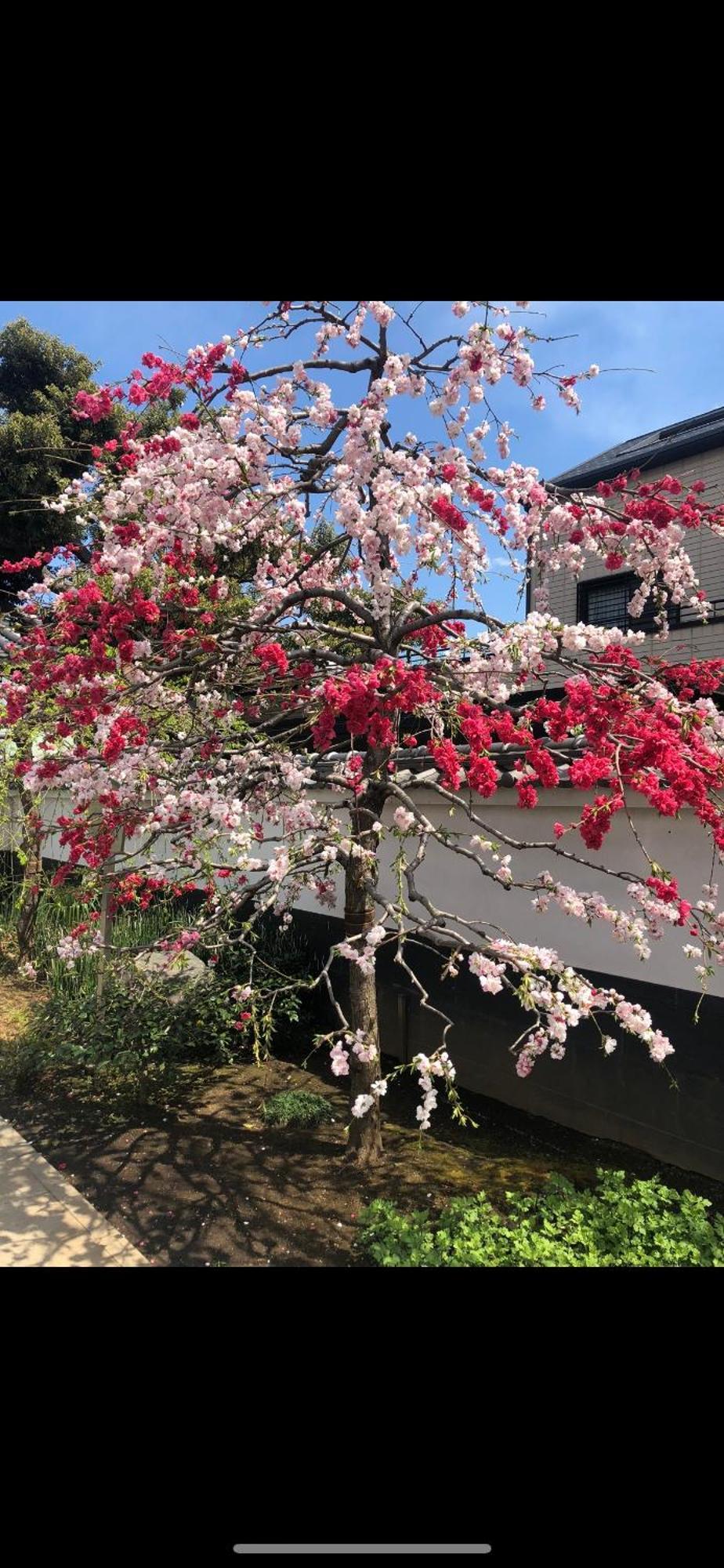 新宿庭院の屋-Shinjuku Garden Home -28 Square Meters King Size Bed Garden Room Tokyo Exterior photo