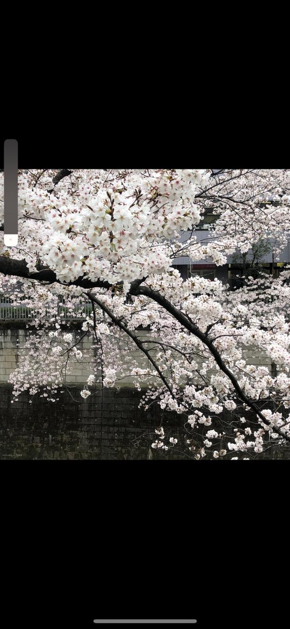 新宿庭院の屋-Shinjuku Garden Home -28 Square Meters King Size Bed Garden Room Tokyo Exterior photo